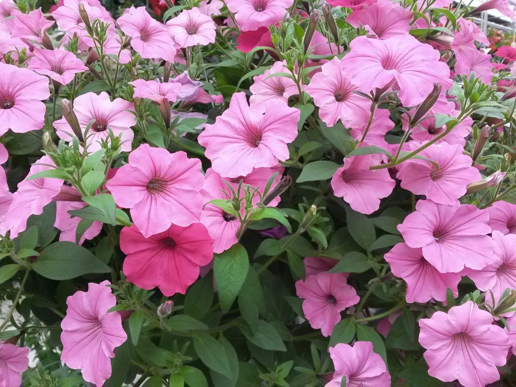 Annuals That Perform Well in Full Sun Stoplight Market