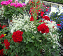 Hanging Baskets at Stoplight Market Greenhouse in Butler, MO
