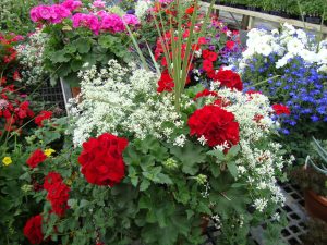 Hanging Baskets at Stoplight Market Greenhouse in Butler, MO