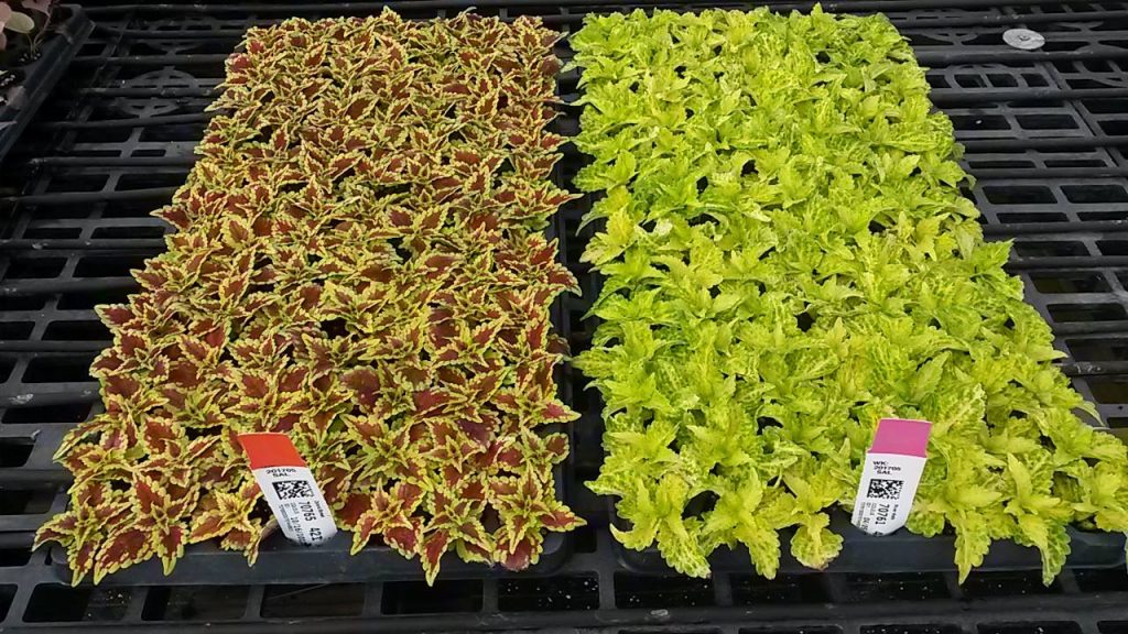 Photo Gallery Stoplight Market