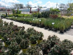trees and shrubs at Stoplight Market Greenhouse in Butler Missouri