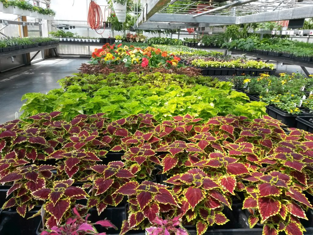 Photo Gallery Stoplight Market